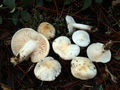 Hygrophorus cossus
